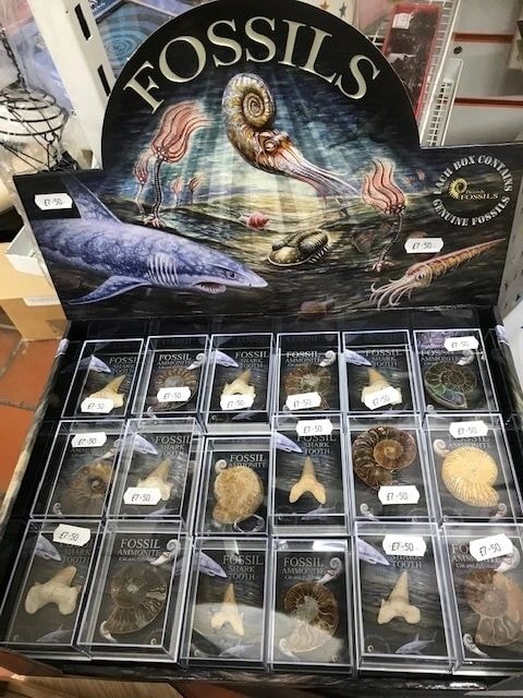 Fossils retail display box